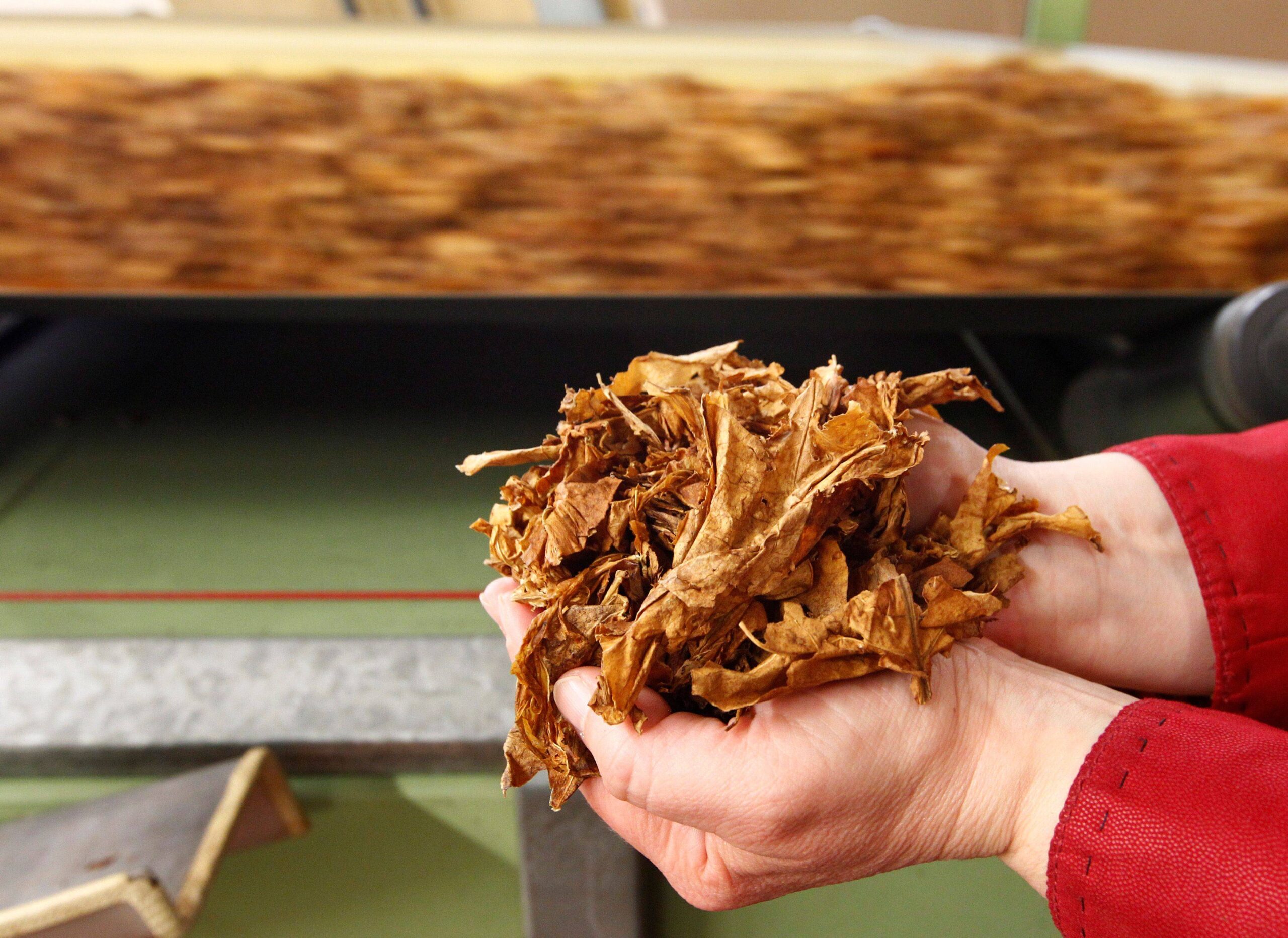 Indústria do tabaco enfrenta prejuízo de até US$ 100 mi por tarifa dos EUA