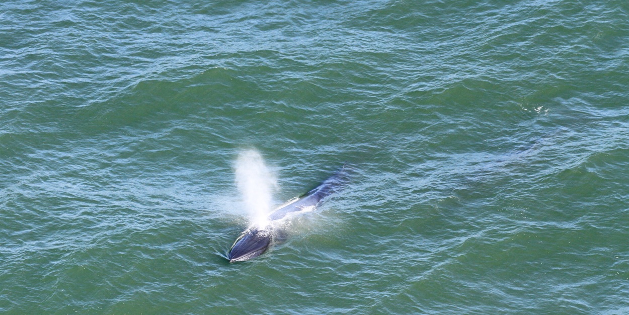 Baleia rara e 60 animais marinhos são flagrados no litoral do Paraná