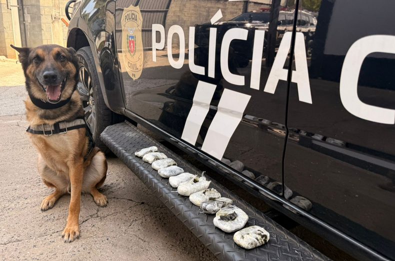 Cão de Faro Raio Desmascara Tráfico com 1,3 Kg de Haxixe em Curitiba