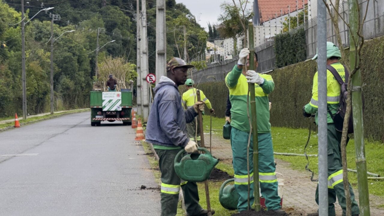 Curitiba aposta em árvores para conter calor excessivo nos bairros