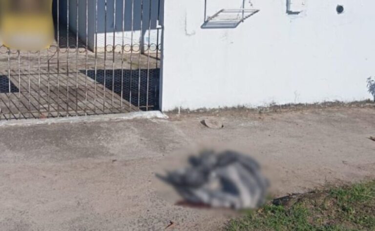 Guarda municipal mata pitbull agressivo que atacou pessoas em Guaratuba
