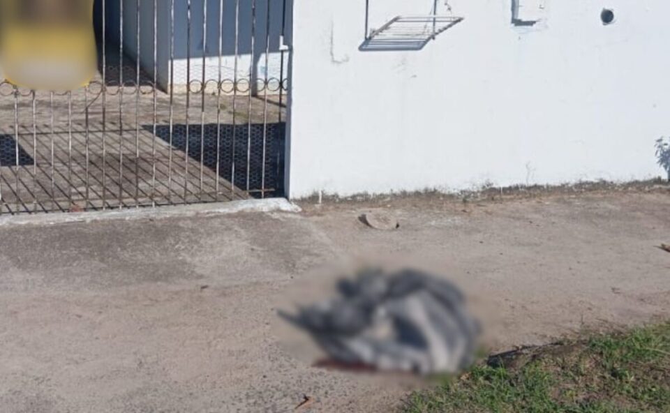 Guarda municipal mata pitbull agressivo que atacou pessoas em Guaratuba