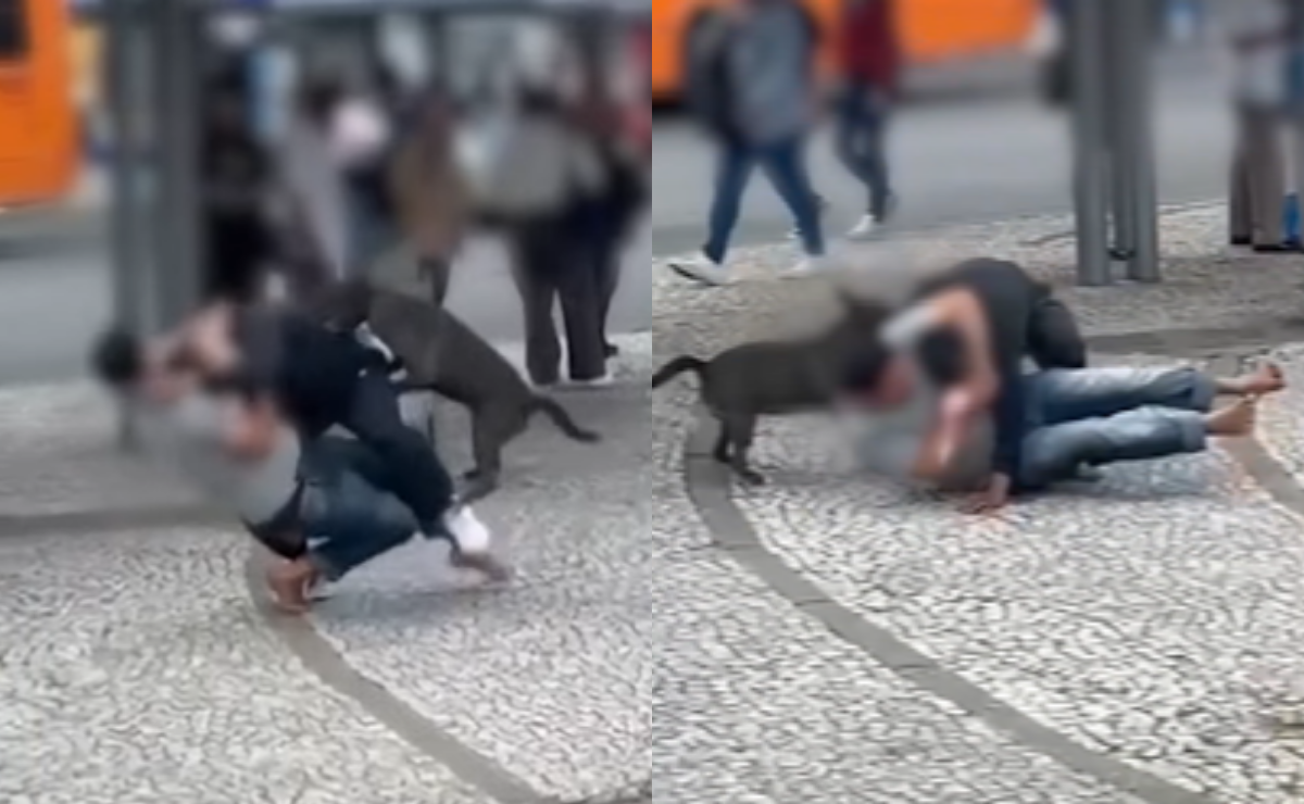 Cachorro intervém em briga no Centro de Curitiba e ataca agressor do dono