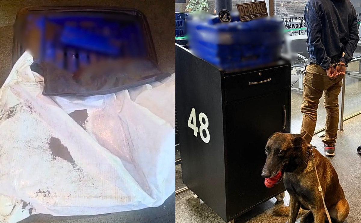 Cão farejador desmascara mala com 38 tabletes de maconha em Londrina