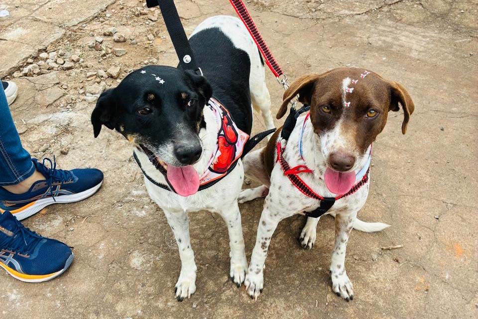 CastraPet acelera atendimento a 2,4 mil animais em 13 cidades do Paraná