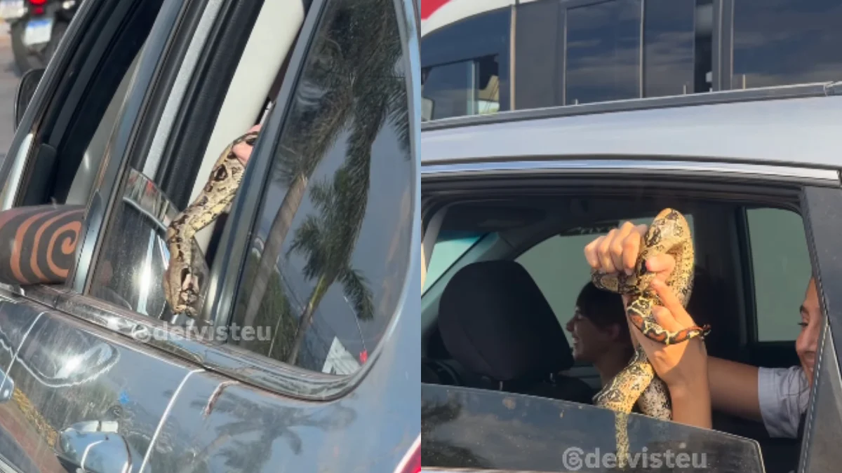 Jiboia é exposta irresponsavelmente em trânsito de Goiânia e gera alerta