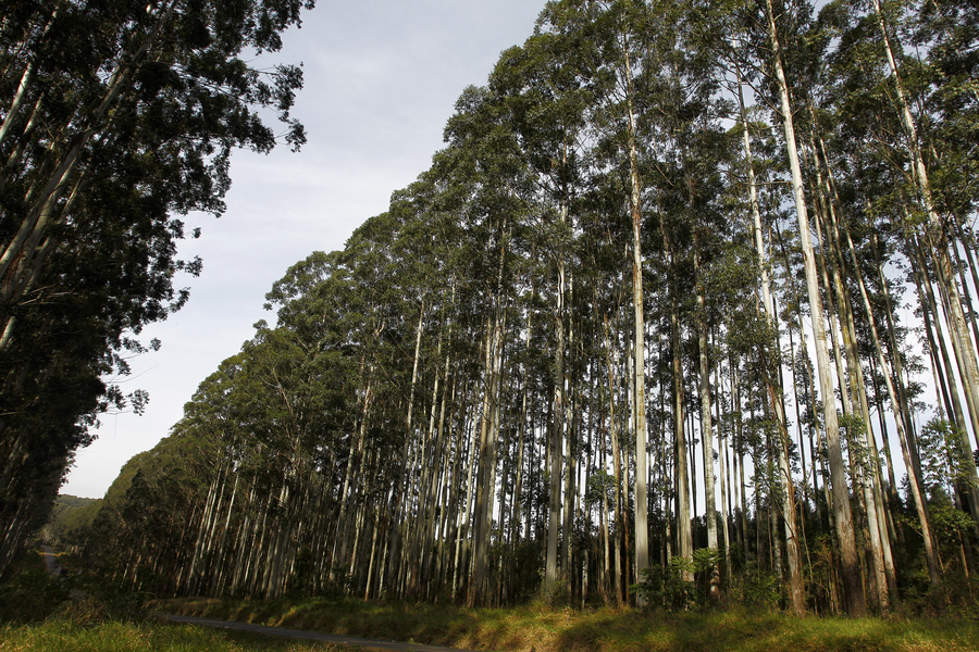 Tarifaço dos EUA Pressiona Silvicultura do Paraná e Expõe Desafio Logístico