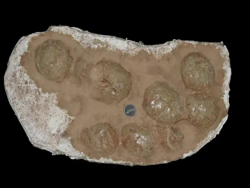 Titanossauros nidificavam em altas latitudes com método térmico natural