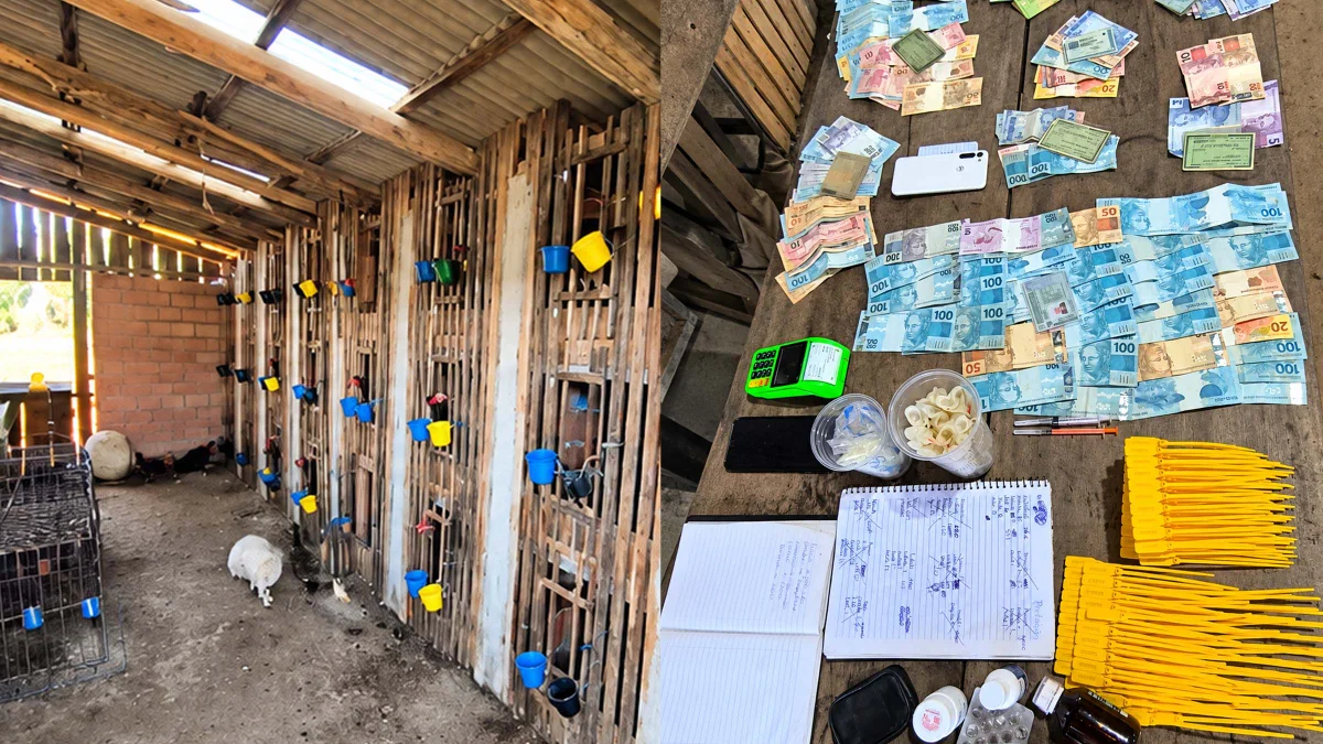 Polícia encerra rinha com 68 galos e apreende R$ 12,5 mil em SC