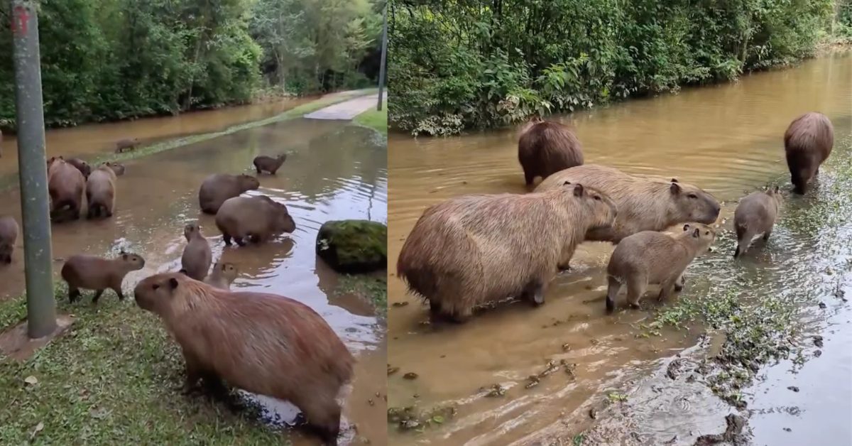 Capivaras circulam em áreas alagadas após chuvas em Curitiba