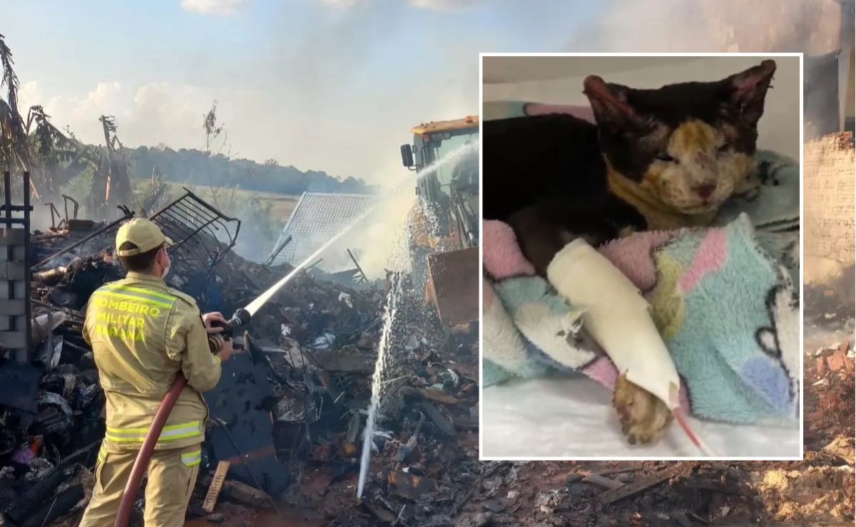 Bombeiros resgatam gatinha que sobreviveu a incêndio em Sarandi; campanha ajuda tratamento