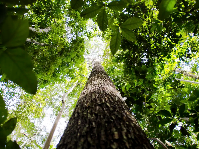 Paraná debate créditos de carbono e tokens florestais para conservação ambiental