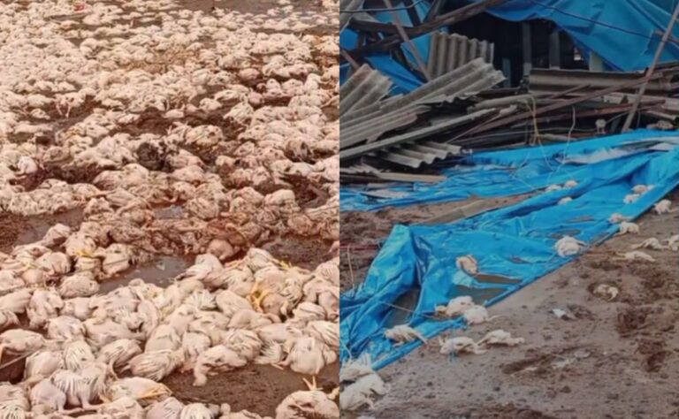 Temporal em Apucarana causa prejuízo de R$ 1,5 milhão e destrói granja com 20 mil frangos
