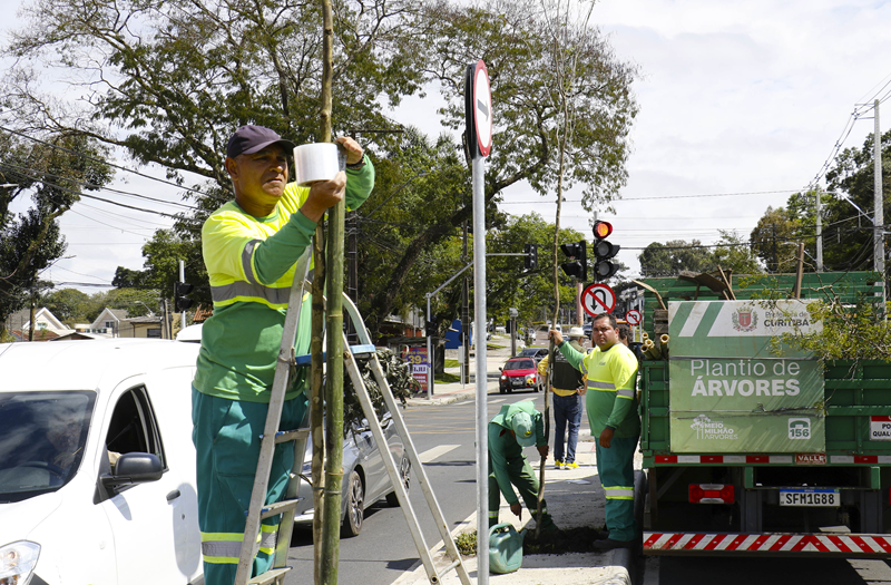 Curitiba planta 31 árvores na Avenida Manoel Ribas para ampliar arborização