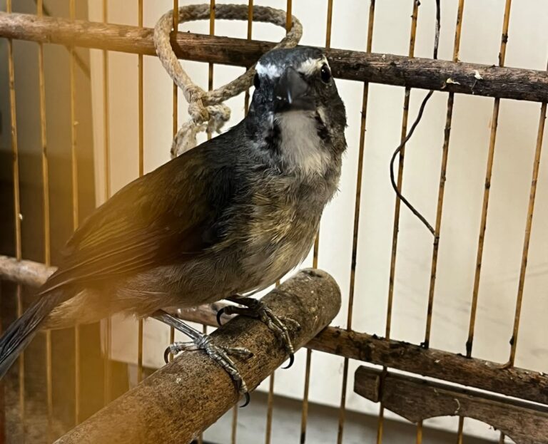 São José dos Pinhais apreende seis aves silvestres em gaiolas