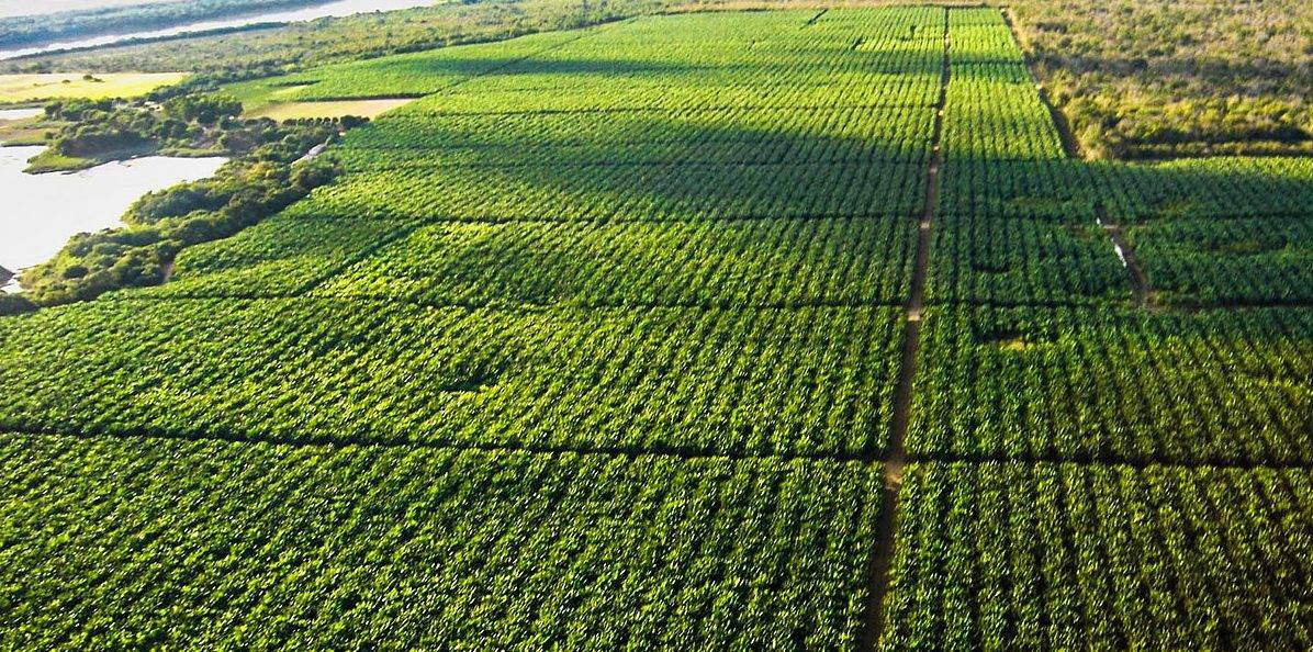 Brasil reforça diplomacia do agro em estratégia geopolítica global