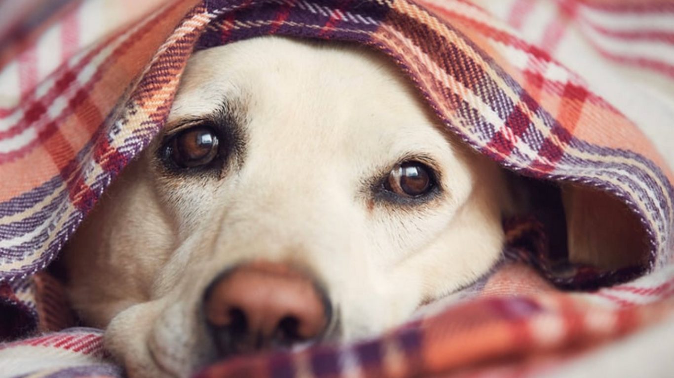 Câmara de Curitiba analisa projeto para castração gratuita permanente de cães e gatos