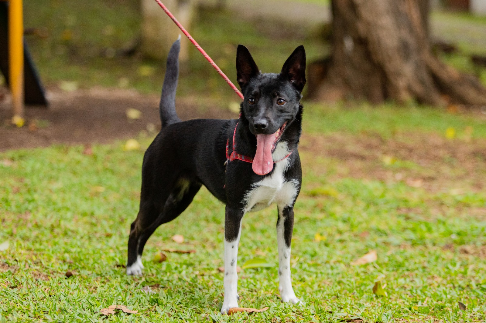 São José dos Pinhais promove mutirões gratuitos de castração para cães e gatos