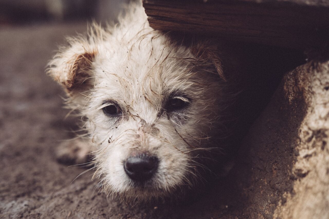 Curitiba avalia punir pais por maus-tratos de filhos menores a animais