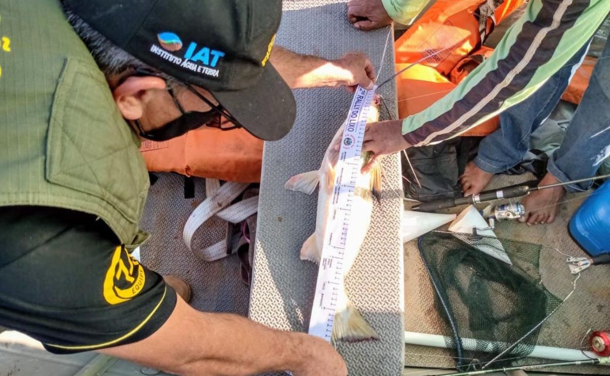 Piracema no Paraná tem pesca de peixes nativos suspensa até fevereiro de 2027
