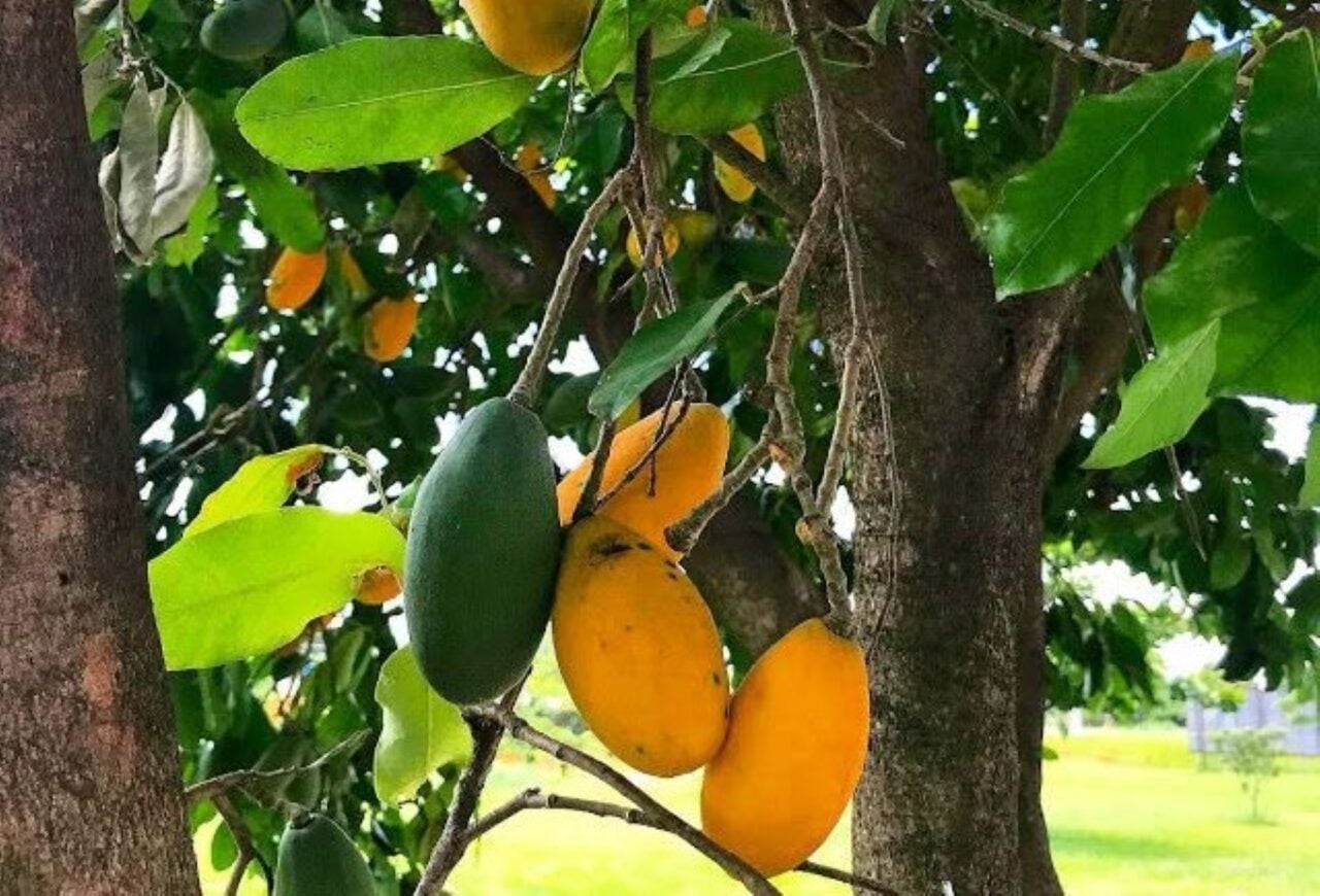 Paraná destaca diversidade de frutas nativas e urbanas