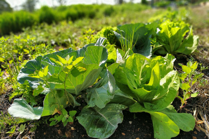 IAT investe R$ 39,1 milhões em agroecologia no Paraná
