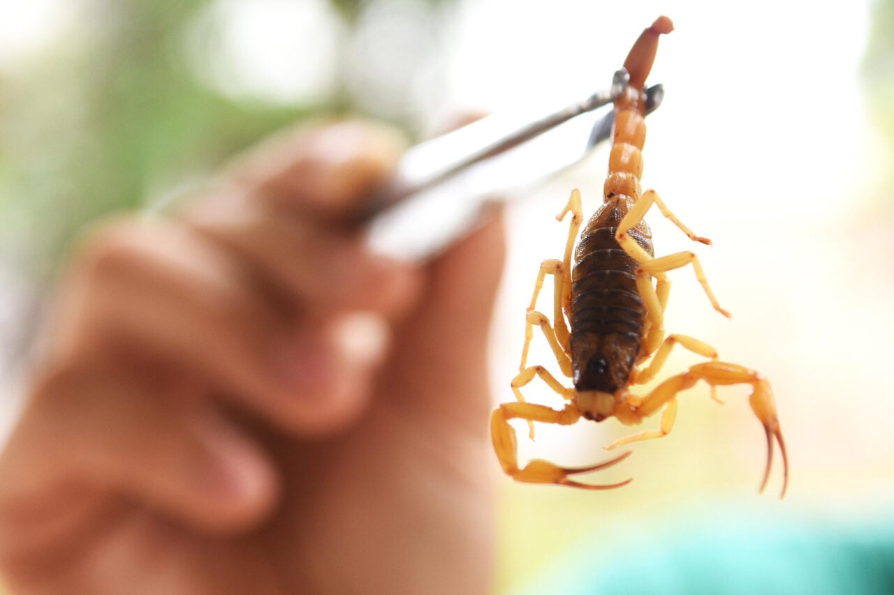 Acidentes com animais peçonhentos no Paraná atingem recorde histórico