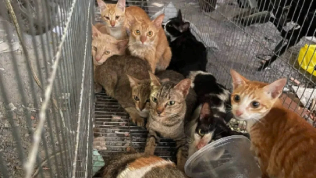Quadrilha é presa por roubo de 2,7 mil gatos para venda de carne no Vietnã