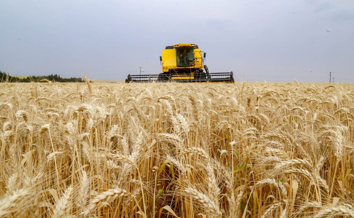 Safra de inverno do Paraná cai 28% após excesso de chuvas, aponta Deral